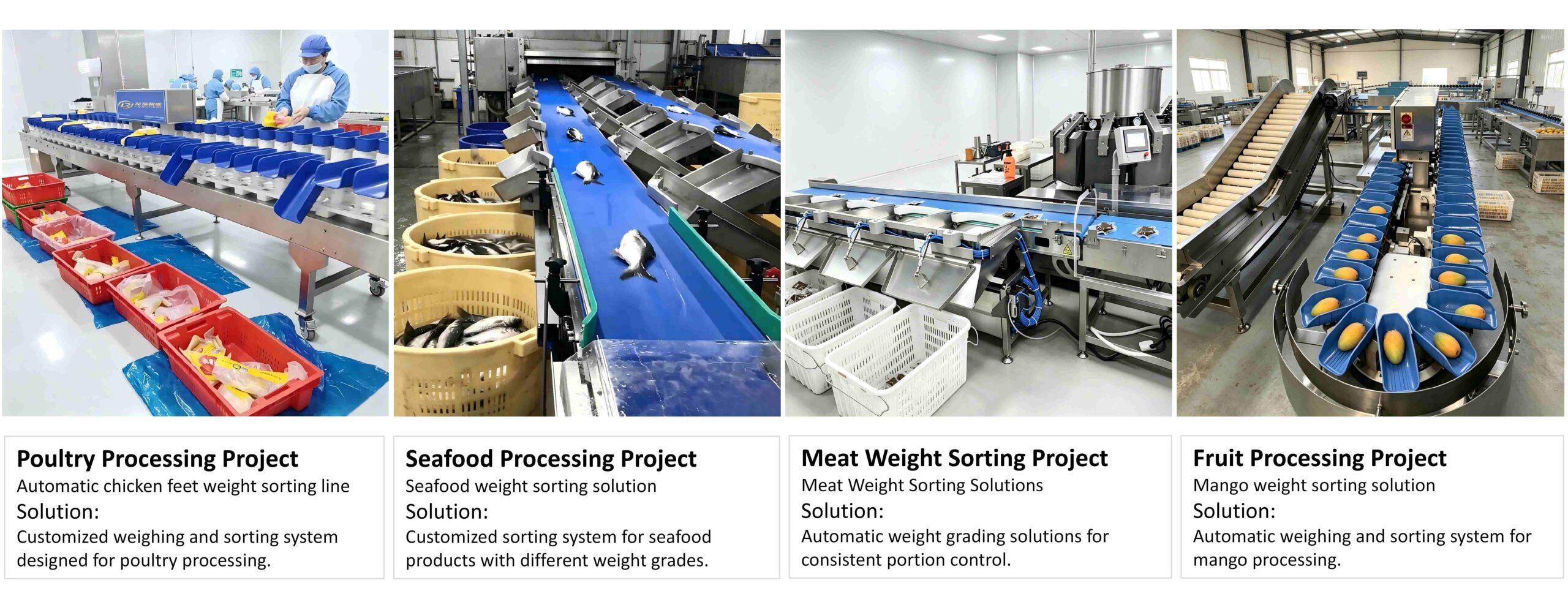 Customized weight sorting solution customer project showing automatic sorting system for food processing applications